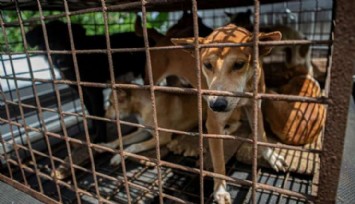 Endonezya'da Ünlü Köpek Pazarının Kapatılmasına Tepki!