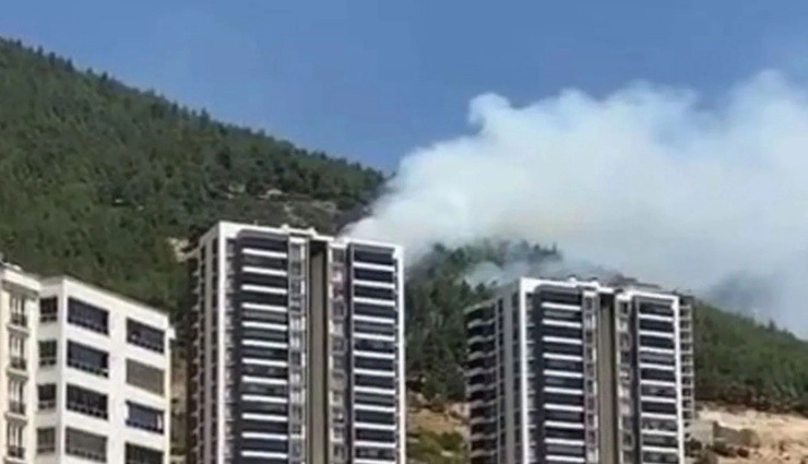 Kahramanmaraş’ta Orman Yangını: Bir Kişi Gözaltında!