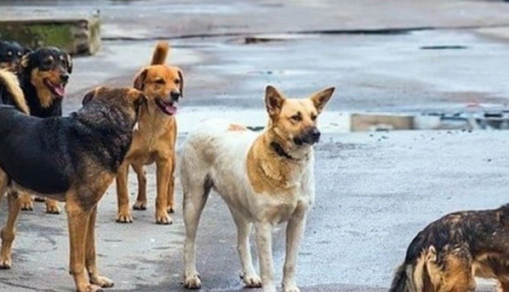 8 Yaşındaki Çocuğa Sahipsiz Köpekler Saldırdı!