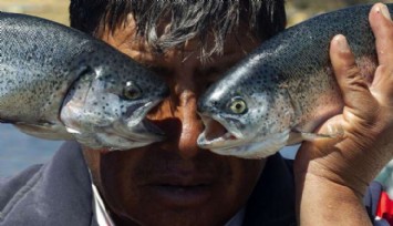 ABD'de Balıklar 'Zombiye' Dönüşüyor!