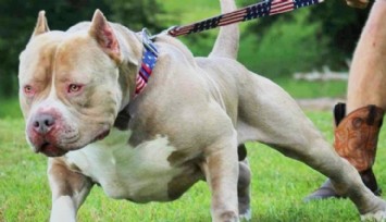 American Bully XL Köpek Cinsi Yasaklandı!