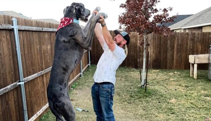 Dünyanın En Uzun Köpeği Zeus Öldü!