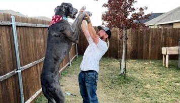 Dünyanın En Uzun Köpeği Zeus Öldü!