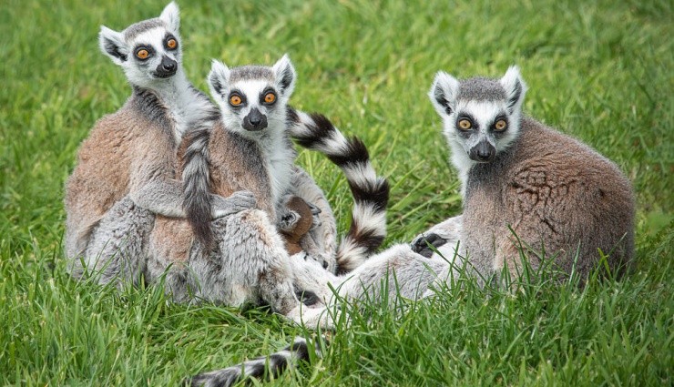 Lemurların Dışkısı Diyabetik Ülserleri Yok Edebilir!