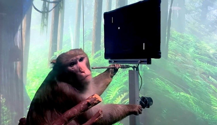 Musk: 'Ölmek Üzere Olan Maymunlara Çip Takılıyor'