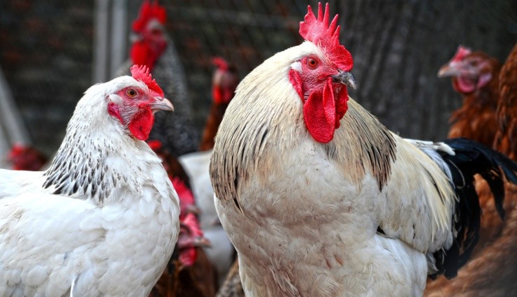 Tavukların Gıdaklama Sesi Tercüme Edilebilecek!