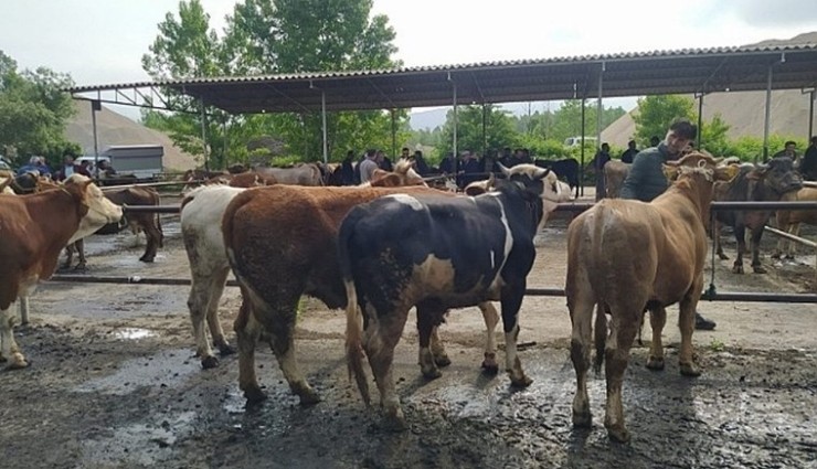 Tokat’ta Şap Alarmı: Hayvan Pazarı Kapatıldı!