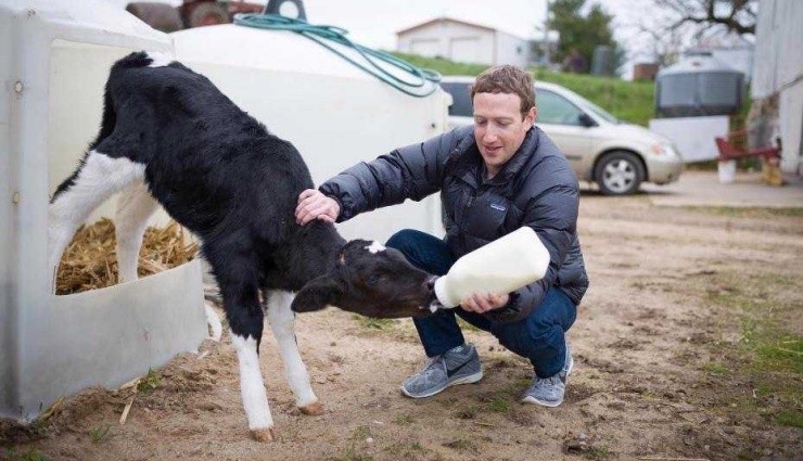 Zuckerberg, İneklerini Fındık ve Birayla Besliyor!