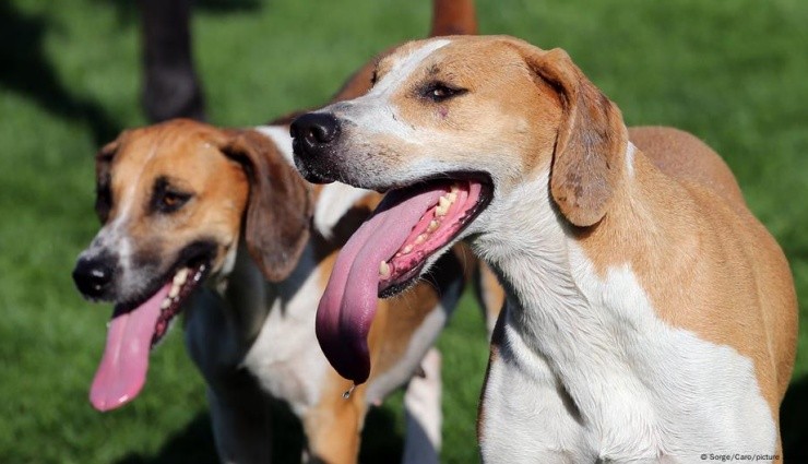 Almanya'da Köpek Vergisinden Rekor Gelir!