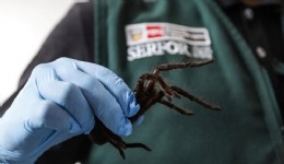 Havalimanında Tarantula Kaçakçısı Güney Koreli Yakalandı!