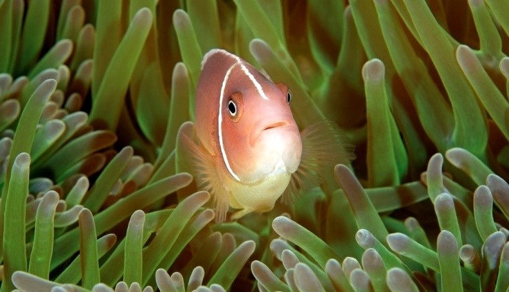Araştırma: Nemo'lar Yalnız Kalmayı Seviyor!