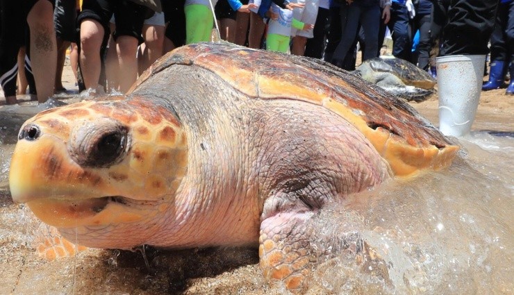 Kaplumbağa Eti Yiyen 9 Kişi Hayatını Kaybetti!