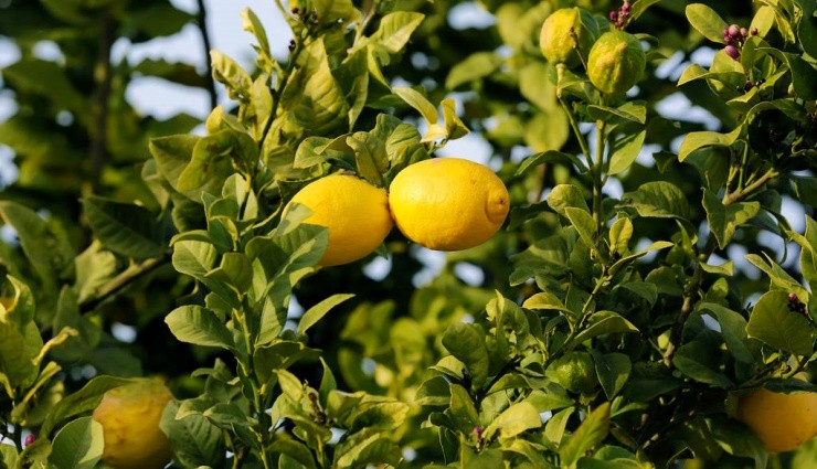 Limonun Fiyatı Pes Dedirtti!