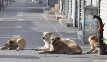 Başıboş Sokak Köpekleri 3 Bin 476 Trafik Kazasına Neden Oldu!