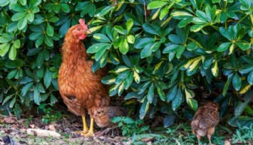 Enerji Depolamada Devrim: Tavuk Yağı Kullanımı Başladı!
