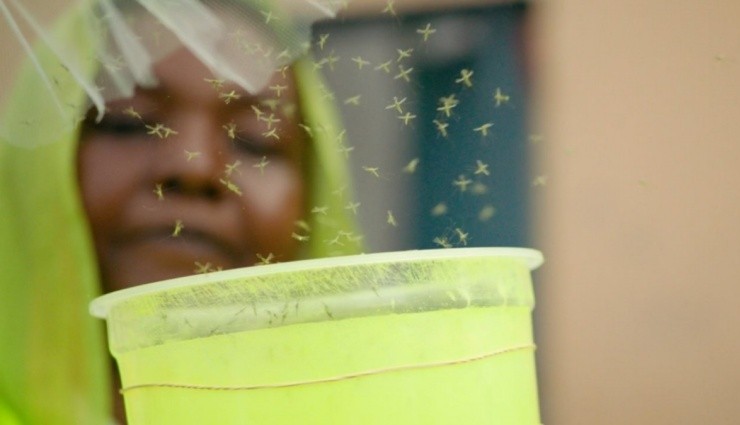 Genetiği Değiştirilmiş Sivrisinekler Doğaya Salındı!