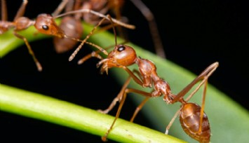 Kafeinin Gizli Gücü: Karıncaların İş Gücünü Artırıyor!