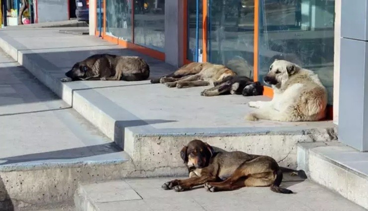 Sokak Köpekleri Tartışmasında Yeni İddia!