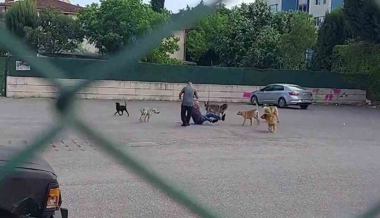 Sokak Ortasında 10 Köpeğin Saldırısına Uğradı!