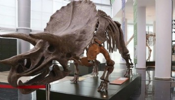 Yeni Bir Dinozor Türüne Ait Fosil Bulundu!