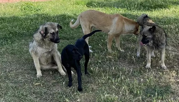 AK Partili Güler Açıkladı: 'Ötenazi Olmak Zorunda'