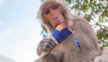 Primat Beyinleri: Besin Bulmaktan Öte Bir Amaç mı Taşıyor?