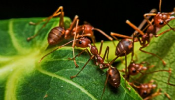 Doğanın Mucizesi: Karıncalar Birbirlerini Ameliyat Ediyor!