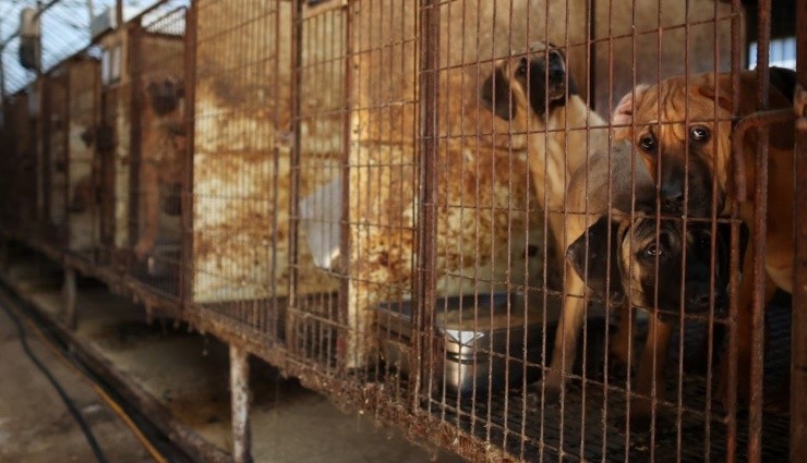 Güney Kore'de Köpek Eti Yemek Resmen Yasaklandı!