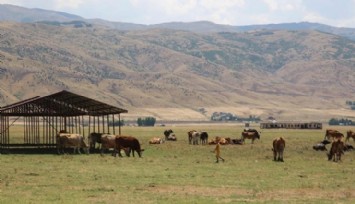 Bitlis’te Şarbon Tehlikesi: Bölgeler Karantinada!