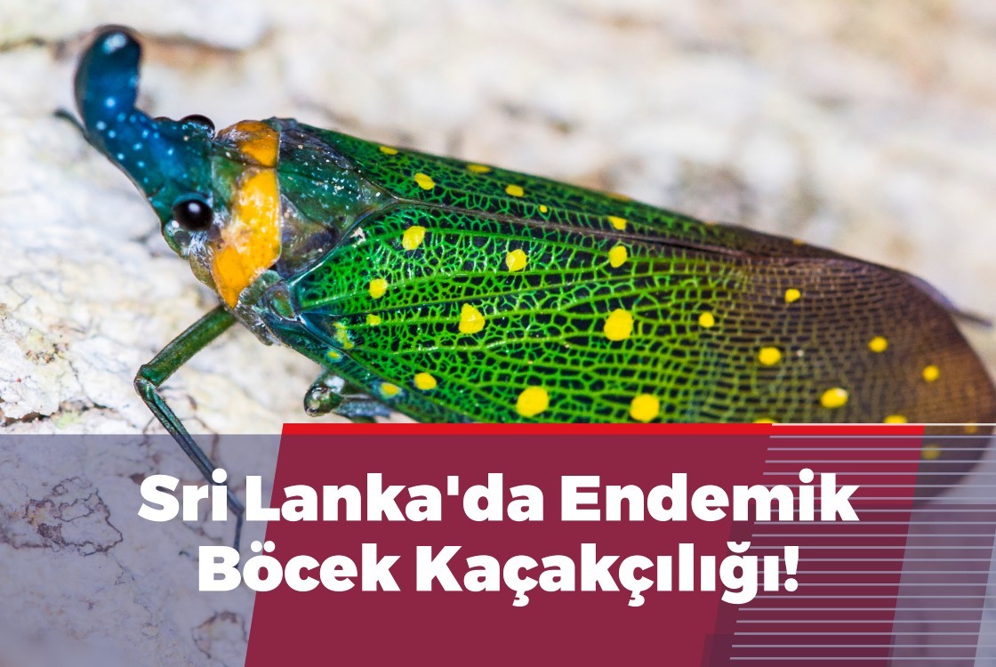 Sri Lanka'da Endemik Böcek Kaçakçılığı!