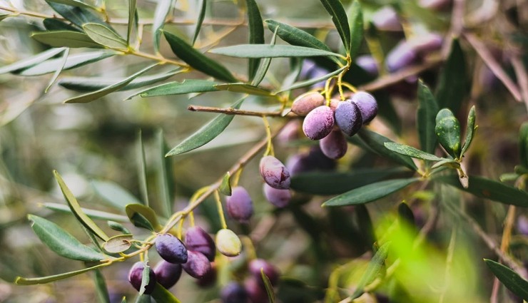 Zeytin Çekirdeği Enerjisi: Türkiye İçin Mümkün mü?