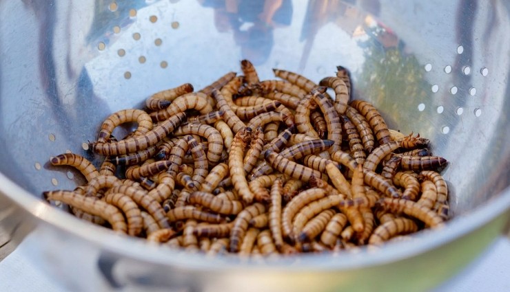 Avrupalılar Tehlikeli Böcekleri Yemeye mi Zorlanıyor?