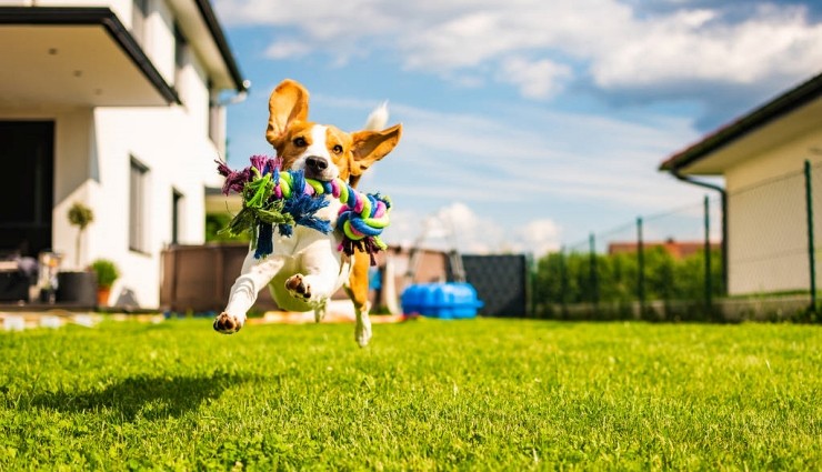 Bilim İnsanları Açıkladı: Köpeklerin En Sevdiği Renk Ne?