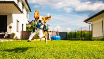 Bilim İnsanları Açıkladı: Köpeklerin En Sevdiği Renk Ne?