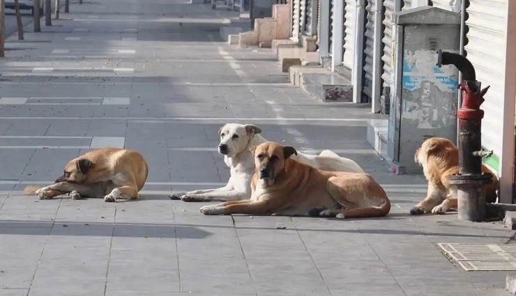 Sağlık Bakanlığı'ndan Sahipsiz Hayvanlar İçin Yeni Talimat!