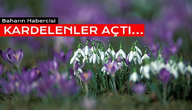 Baharın Habercisi Kardelenler Çiçek Açtı!