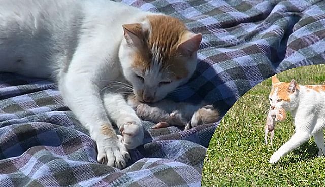 Kedi, Ölen Yavrusunu Bırakmadı!